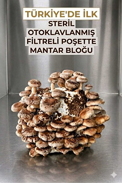 BLOKMANTAR Shiitake Mantar Bloğu (kompost) (3 kg) | Steril ve Filtreli Kapalı...