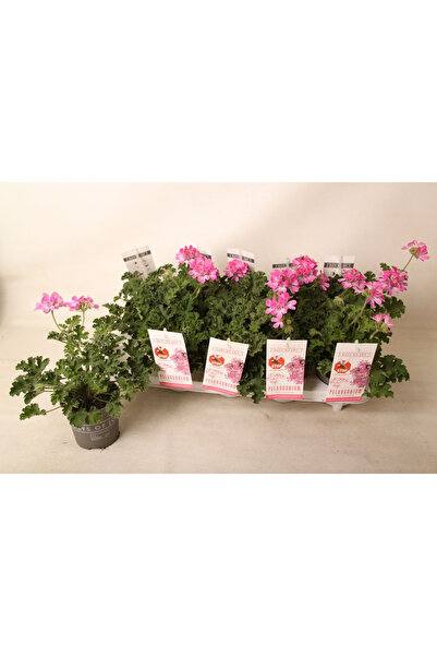 Eufloria Pelargonium capitatum Ø10.5cm