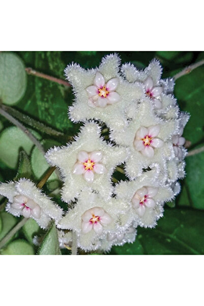 Eufloria Hoya serpens Ø6cm