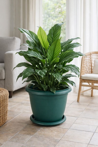 SERİNOVA V508 Villa Saksı 14 Litre 3'lü Set Yeşil