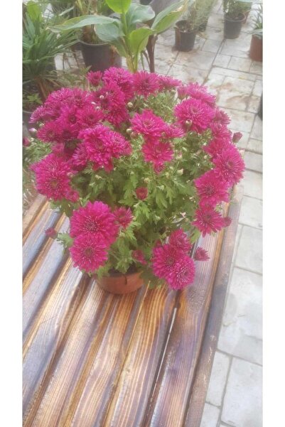 Genel Markalar Kasımpatı Krizantem, (Chrysanthemum) Çiçeği Pembe 10-20 cm