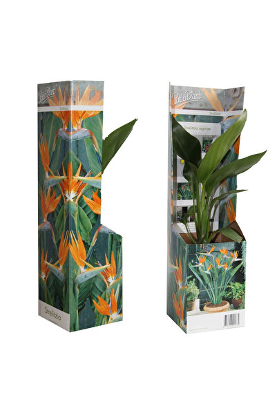 Eufloria Strelitzia reginae (Pasărea Paradisului) Ø9cm