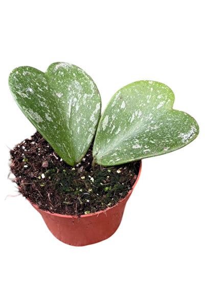 Eufloria Hoya kerrii 'Splash' Ø10.5cm