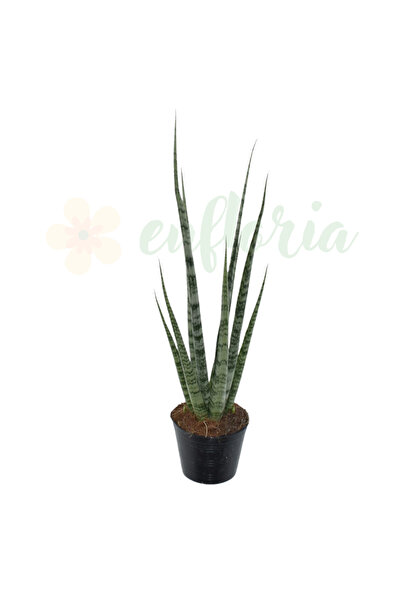 Eufloria Sansevieria 'Digitorum' Ø10.5cm — Sansevieria cilindrică cu formă de...