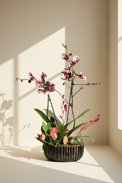 Home Çift Dallı Alacalı (Benekli) Phalaenopsis Orkide Aranjmanı