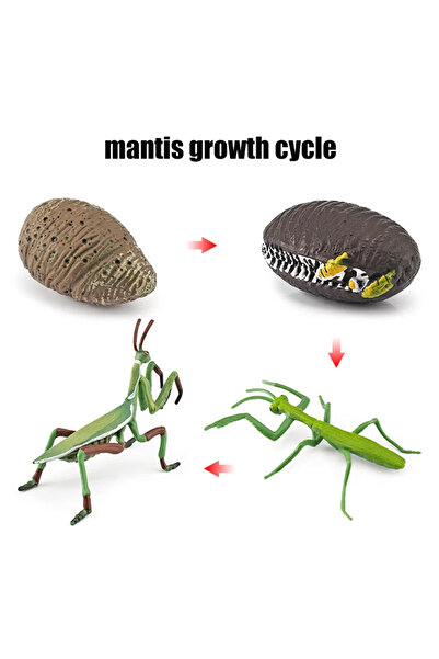 Choice13 M-4pcs Animal Life Cycle Board Children Toys Montessori Teaching Aid...