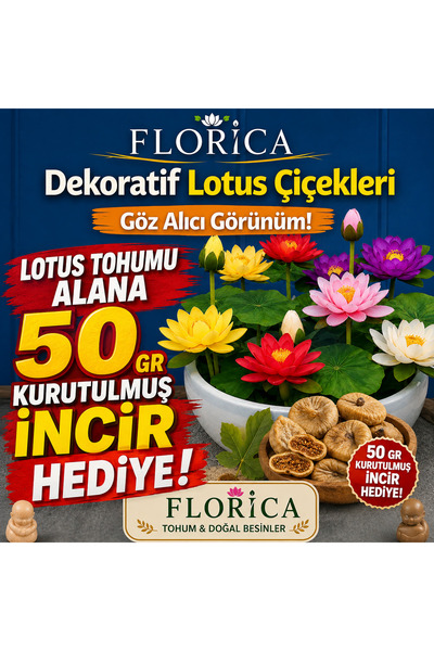 FLORICA Lotus Çiçeği Tohumu 1 Adet – Nilüfer Çiçeği Tohumu Nadir Kutsal Lotus...