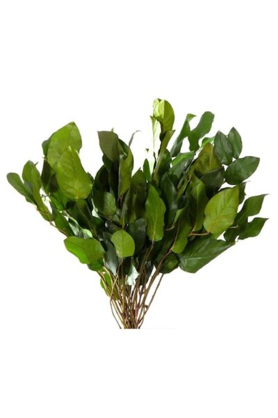 Verdissimo Frunziș de Salal stabilizat, Verde, 40 cm
