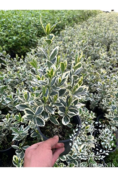 YILDIZ BOTANİK Bravo Taflan Fidanı Çit Bitkisi Euonymus Japonicus Bravo 25-30 CM