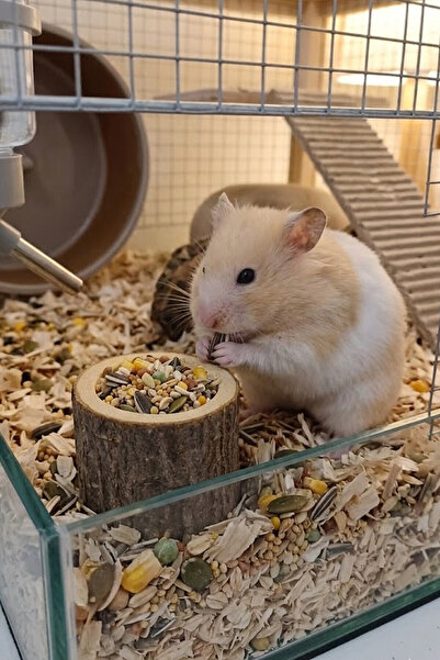 Kuzeylina Doğal Kütük Hamster Yemliği - Mini Kemirgen Yem Kabı 3,5 cm