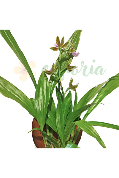 Eufloria Orhidee Zygometalum — Orhidee cu o aromă extrem de intensă, asemănăt...