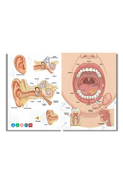 minibooks Pachetul Cercetătorului cu 2 cărți interactive – Corpul Uman și Fascinanta Lume a Păsărilor, fără pix inclus