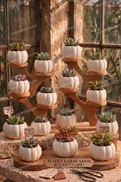 decoronay 15 Adet Kabak Tasarımlı Sukulent Saksı Koleksiyonu | El Yapımı Deko...