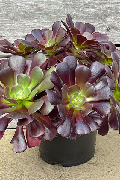 OEM Aeonium Velours, planta naturala