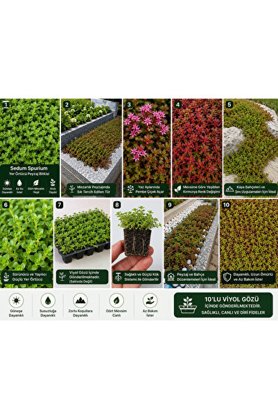 FİDEİSTE 10 Adet Sedum Spurium Yer Örtücü Peyzaj Bitkisi – Viyol Gözü İçinde ...