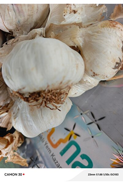 Sarımsak iri diş