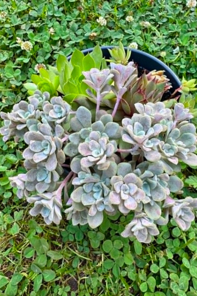 OEM Plante naturale, aranjament de exterior