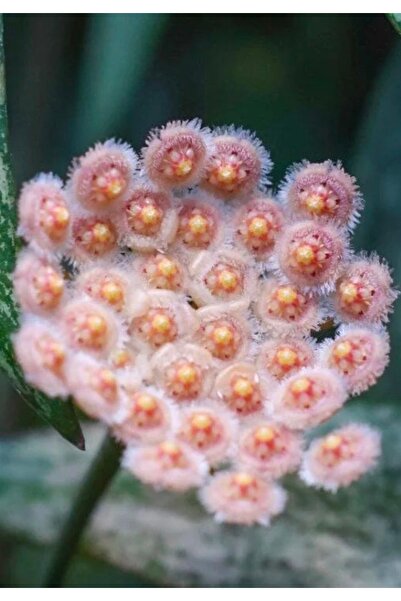 SİMAN BOTANİK Hoya Parviflora Tala Mum Çiçeği