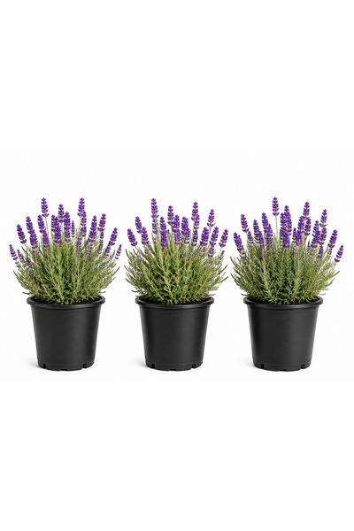 Rosemary Garden Mis Kokulu Canlı Lavanta Fidesi 3'lü Set (15-30 cm) - Bahçe B...