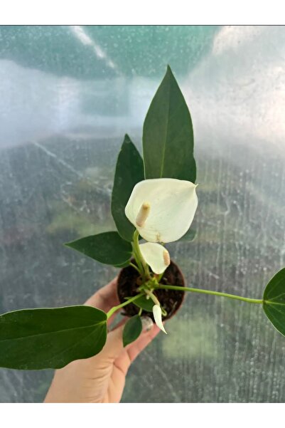 nazlı çiçekçilik Anthurium Antoryum Çiçeği Mini Beyaz