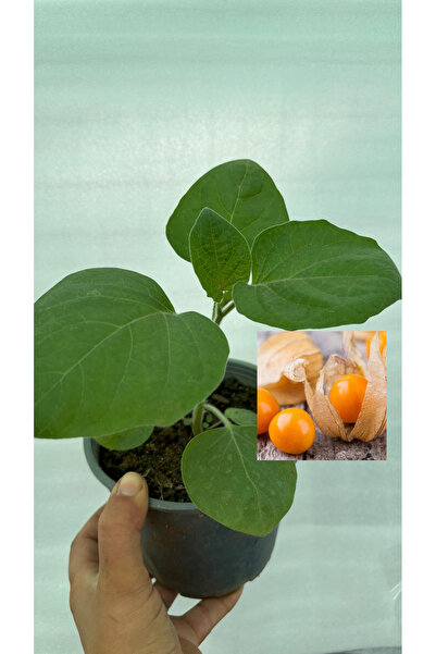 nazlı çiçekçilik Altın Çilek Physalis Peruviana