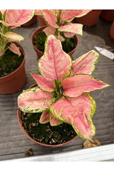 Dikenlitel Aglaonema Çin Herdemyeşili