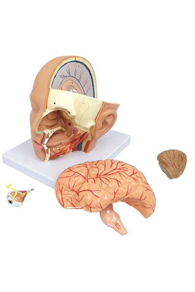 EgeAnatomi Maketleri Baş Anatomik Modeli, Gerçek Boyut, 4 Parçalı - Baş Maketi