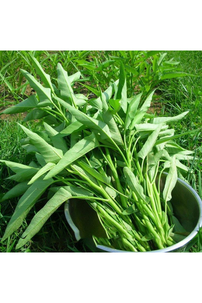 123 100 Pcs Water Spinach Seeds for Garden Planting and Human Consumption