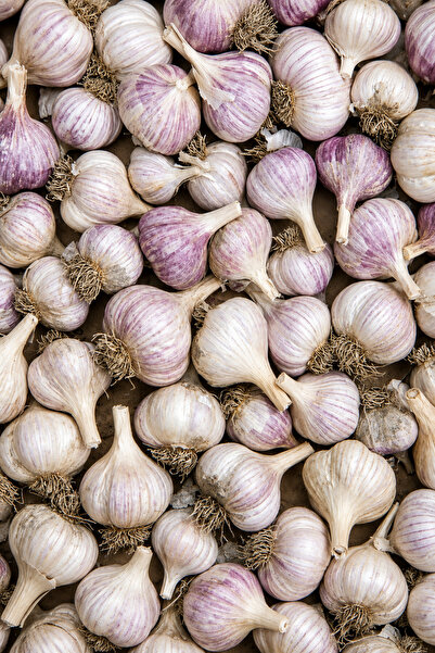 Vasada Taze Mor Sarımsak Yeni Hasat 1 Kg