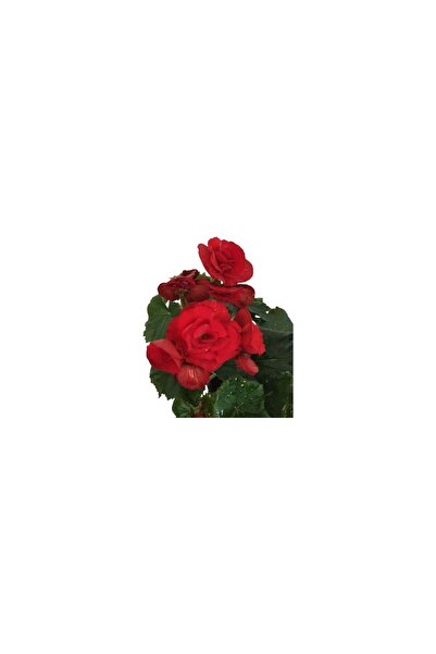 BİORGANİX Saksıda Katmerli Begonya Çiçeği (Kırmızı Renk) 10-20 cm