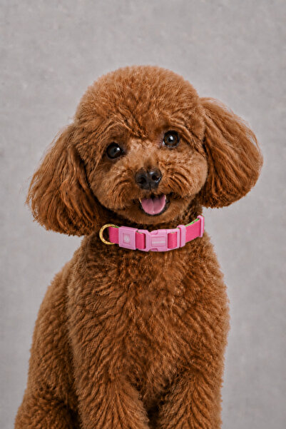 CARAMELOS Dog Collar-Dubble Knitted Fabric-Dog Neck Collar- Small Breed Colla...