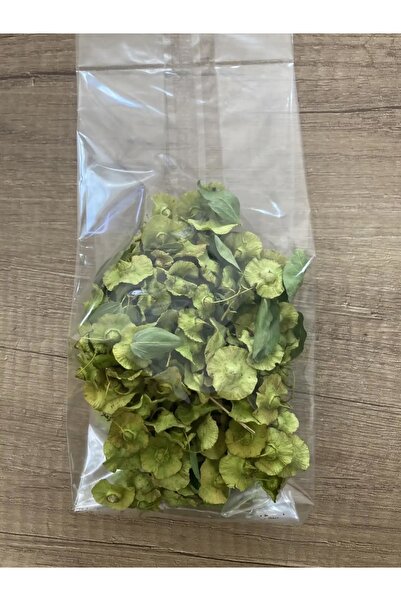 ALTIN GIDA 45 50 جرام من نبات الكارا تشولي (Paliurus spina-christi) - نبات مج...
