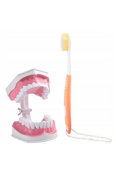 NO BRAND Model dentar cu dinți detașabili pentru simulare + periuță