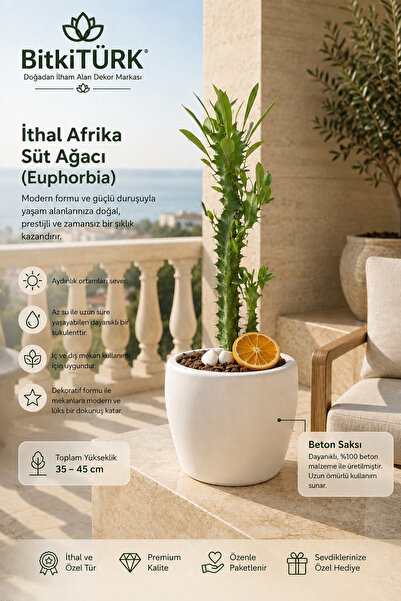 BitkiTÜRK İthal Afrika Süt Ağacı (Euphorbia) 35-45 cm | Beyaz Beton Saksıda C...