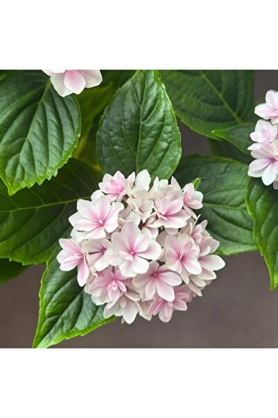 Bloom & Sow Seed 100 بذرة من زهور الكركديه الوردية كبيرة الأزهار (نبات دائم، ...