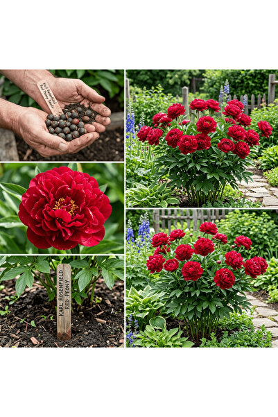 Bloom & Sow Seed بذور