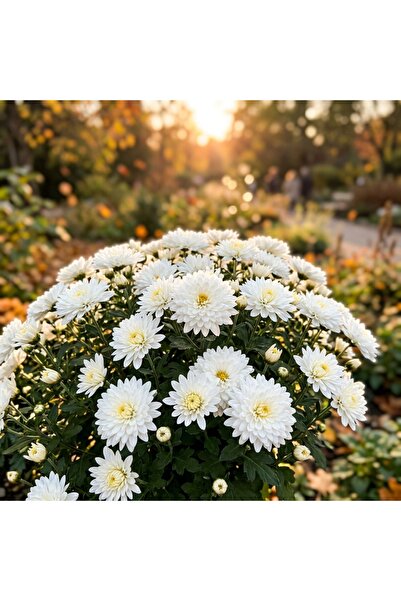 Bloom & Sow Seed بذور الأقحوان الأبيض (أقحوان الخريف متعدد الأزهار) - بذور أق...