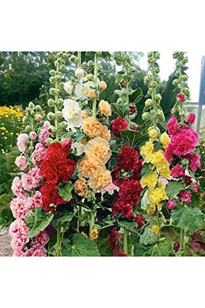 Bloom & Sow Seed بذور زهرة الهوليهوك متعددة الألوان ذات الزهر المزدوج (100 بذ...