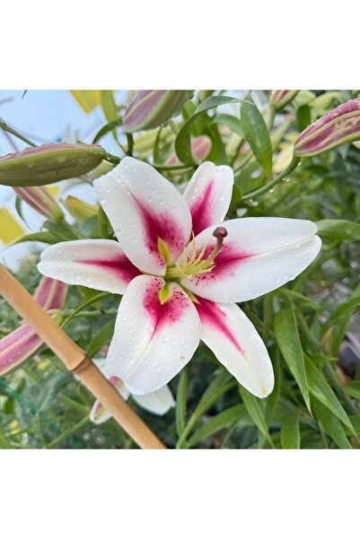 Bloom & Sow Seed Red and White Bicolor Asiatic Lily Seeds – Large-flowered, F...