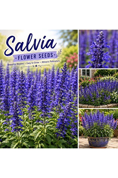 Bloom & Sow Seed Blue Flower Seeds – Perennial Sage Tall Spiked Blooms, Polli...