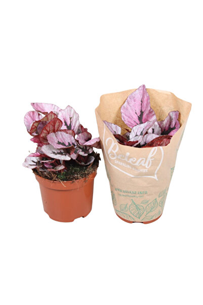 Eufloria Begonia 'Indian Summer' Ø9cm