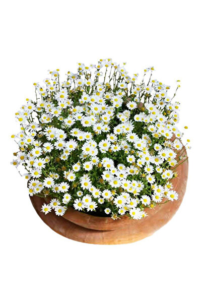 Bloom & Sow Seed بذور أقحوان أبيض سهلة النمو، زهور متعددة الأزهار للزراعة في ...