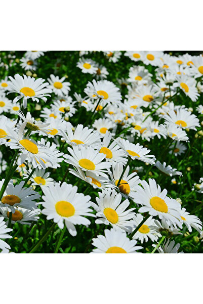 Bloom & Sow Seed بذور الأقحوان الأبيض الكبير مع ألسنة صفراء، نبات دائم متين، ...