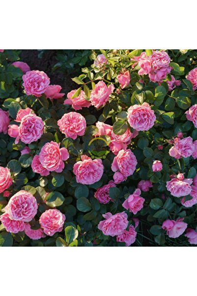 E&D Collection Fidan Sepetim 3 Yaş Pembe Renkli Isparta Sarmaşık Gül Fidanı