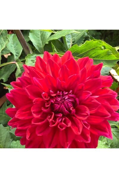 Bloom & Sow Seed Deep Red Double Dahlia Tubers – Perennial Ornamental Bulbs f...