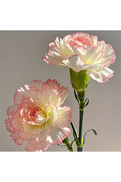 Bloom & Sow Seed Cream White Pink Ruffled Edge Carnation, Potted Garden Ornam...