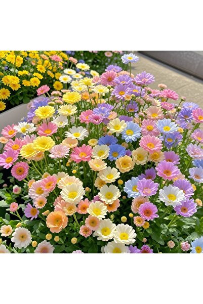 Bloom & Sow Seed بذور زهرة المارغريت بألوان الباستيل، بذور زهور طويلة الأمد ل...