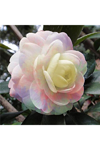 Bloom & Sow Seed Rainbow Soft Tone Camellia Seeds, Cold-resistant Potted Balc...