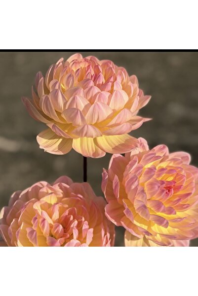 Bloom & Sow Seed Pastel Peach Bicolor Dahlia Seeds, Courtyard Garden Potted L...