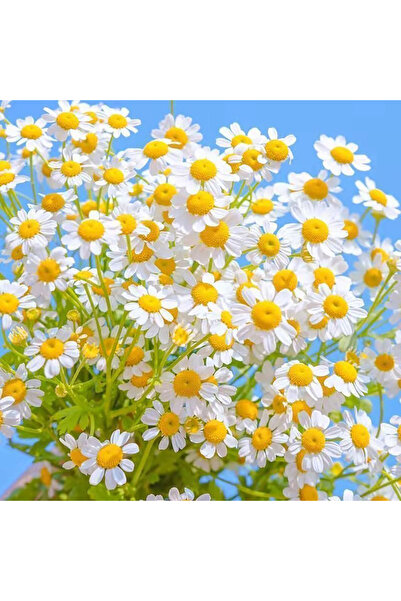 Bloom & Sow Seed بذور البابونج الأبيض والأصفر، بذور نباتات عطرية للحدائق المن...